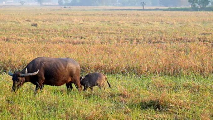 小水牛在稻田里吃母奶