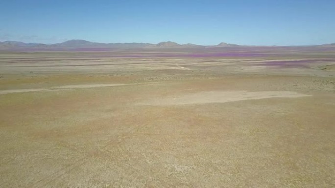 沙漠花卉，紫色和黄色花床空中无人机镜头。不时下雨到阿塔卡马沙漠，当发生成千上万的花朵在沙漠中生长时，