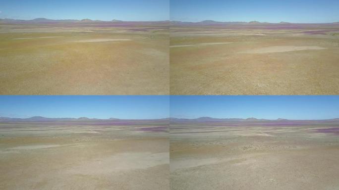 沙漠花卉，紫色和黄色花床空中无人机镜头。不时下雨到阿塔卡马沙漠，当发生成千上万的花朵在沙漠中生长时，