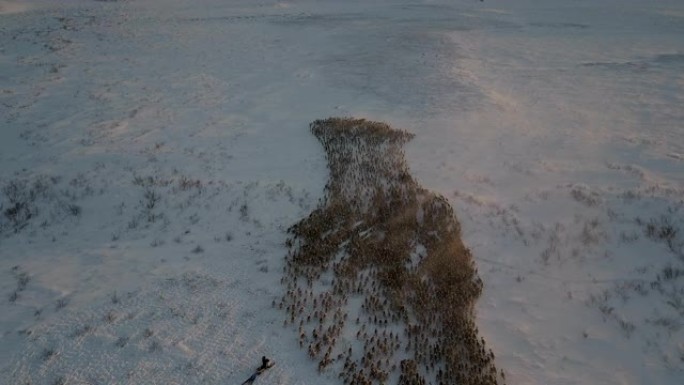 空中，驯鹿群在冬天跟随牧民，日落，加拿大，卡车右