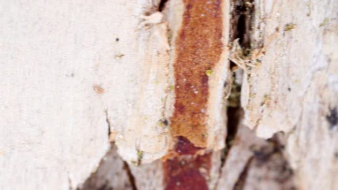 微距拍摄时桦树树皮上的细碎断裂