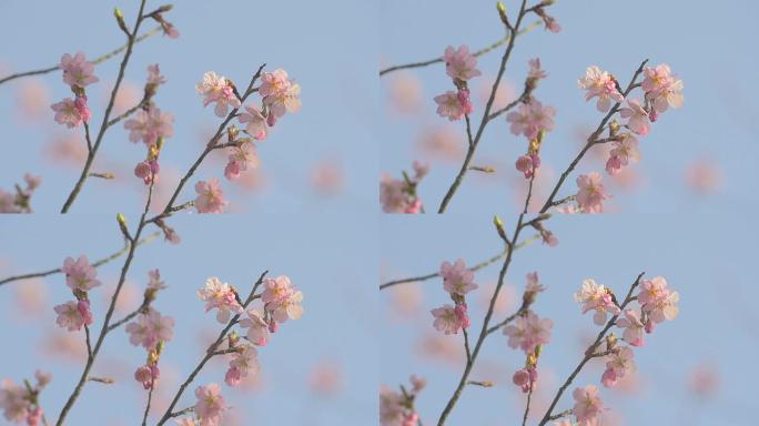河津樱花，在日本昭和基宁公园