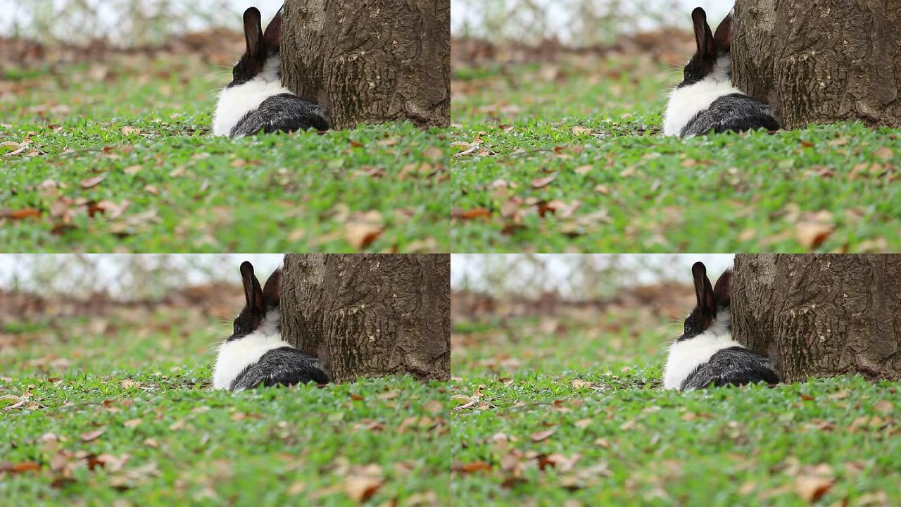 兔子躺在草地上跳一跳。