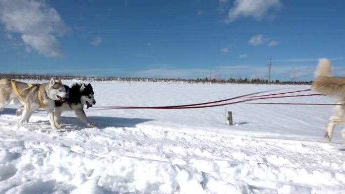 被狗驾驭的狗繁殖哈士奇拉雪橇与人，慢动作，视频循环
