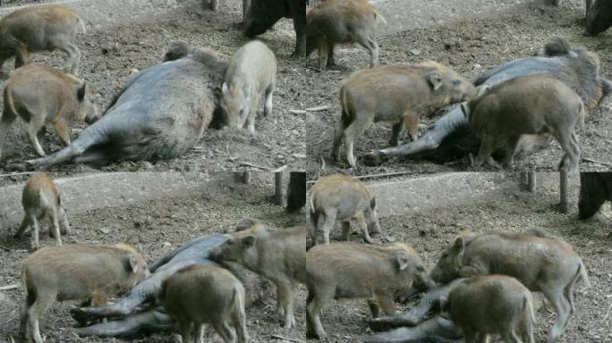 野猪小猪以母猪为食