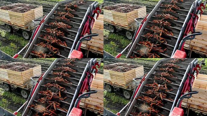 在拖拉机拖车中装载胡萝卜的坡道