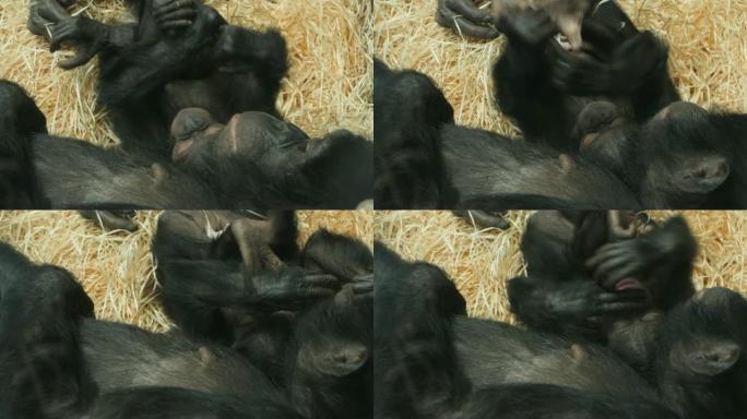 婴儿倭黑猩猩和母亲