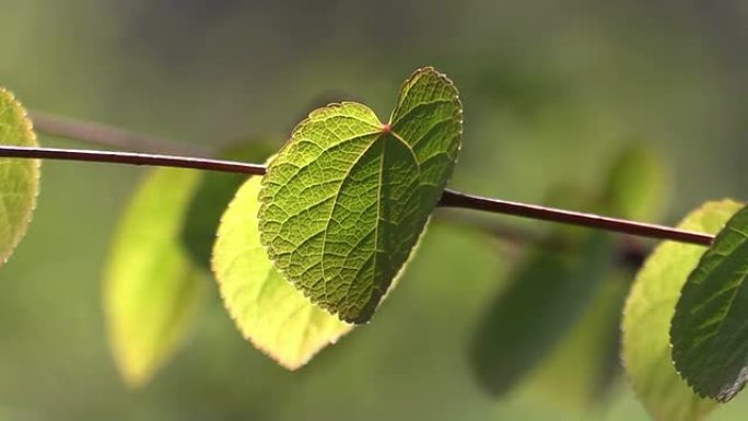 森林树枝上的春叶