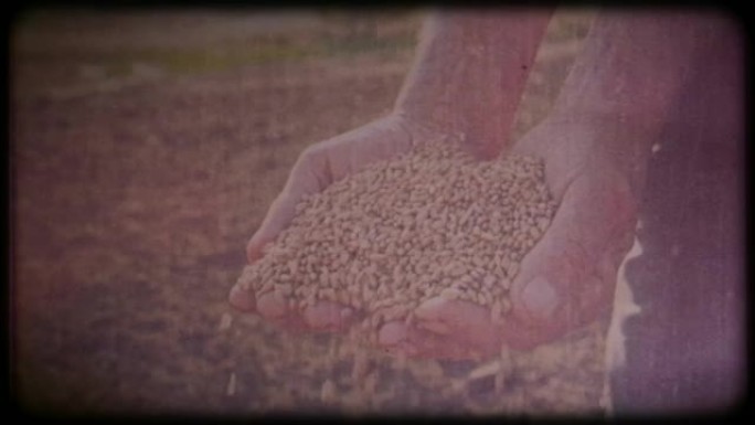 农民手中的小麦。档案视频，复古，复古。