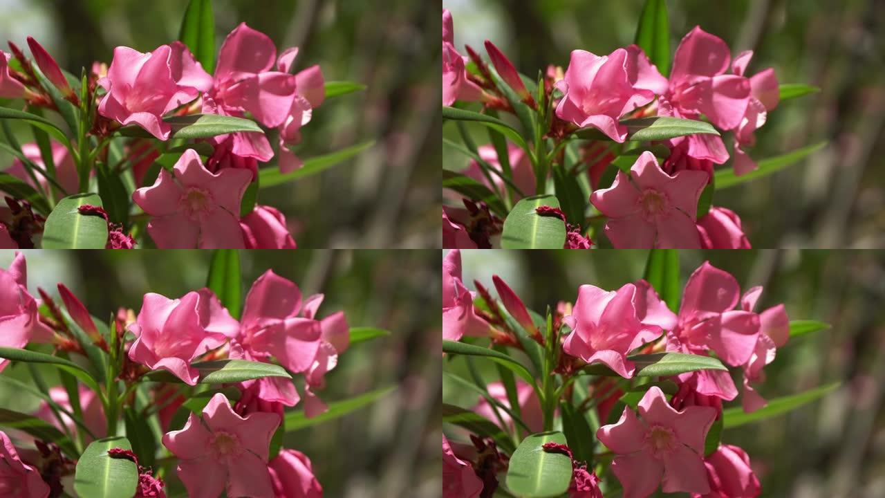 粉红色花朵的特写。美丽的玫瑰灌木花
