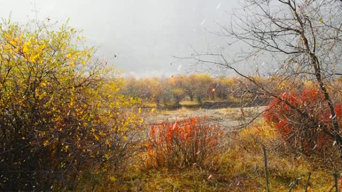 秋天的冬季天气: 阳光普照的树木上，雪和雨稳步落下，11月甘南。