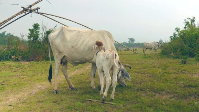 瘦瘦的白牛在田间吃草，用奶头的小牛乳奶