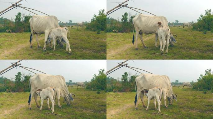 瘦瘦的白牛在田间吃草，用奶头的小牛乳奶