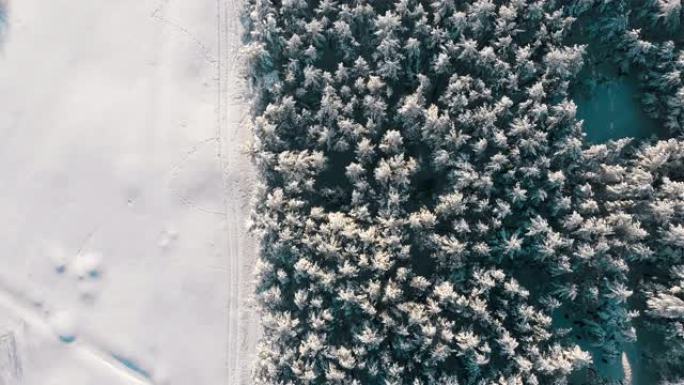 晴天冬季松树林和雪路的俯视图