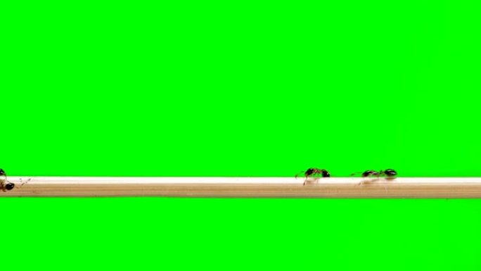 一种蚂蚁，穿过稻草树枝，就像在桥上一样