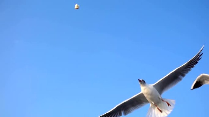 鸟兽海鸥在天空中飞翔