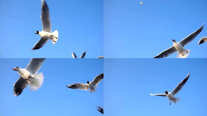 鸟兽海鸥在天空中飞翔
