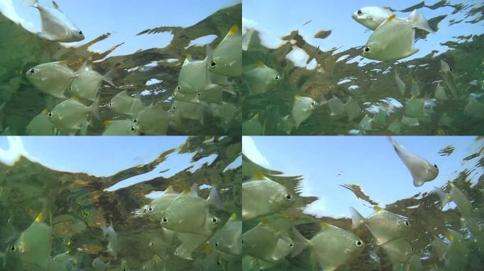 漂浮在水面下的一大群鱼银月鱼或银月鱼 (Monodactylus argenteus) (仰视)，印