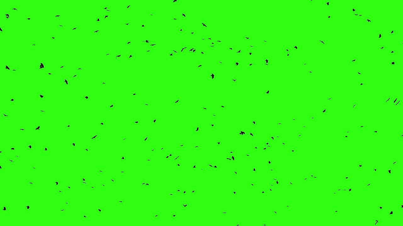 一群乌鸦在绿屏上盘旋