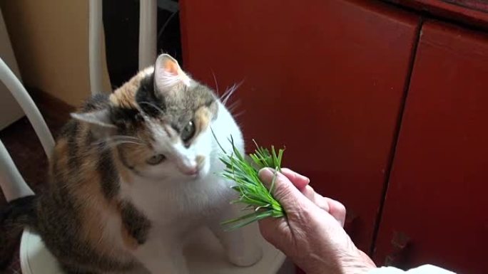 女老奶奶喂猫新鲜绿草