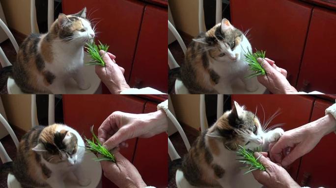 女老奶奶喂猫新鲜绿草
