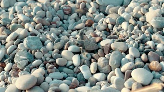 寻找出海通道的新生乌龟。刚出生的野生幼龟
