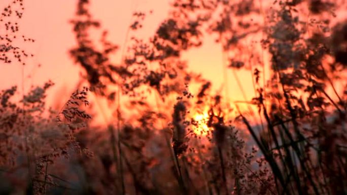 风和夕阳山背景上的草花