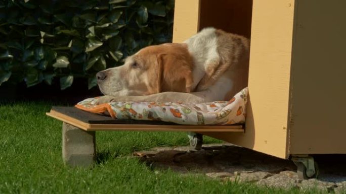 可爱的小猎犬在他的狗窝里休息4K