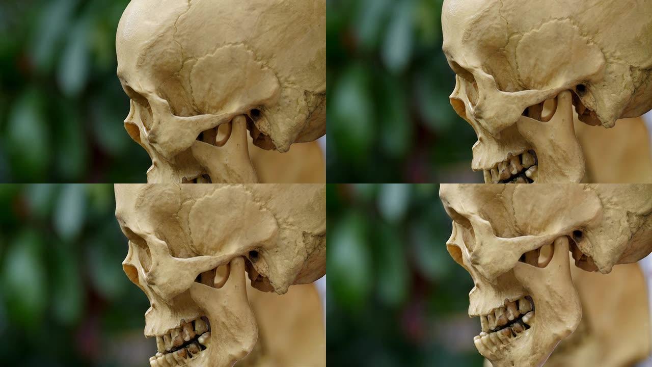 保存用于研究的人类头骨