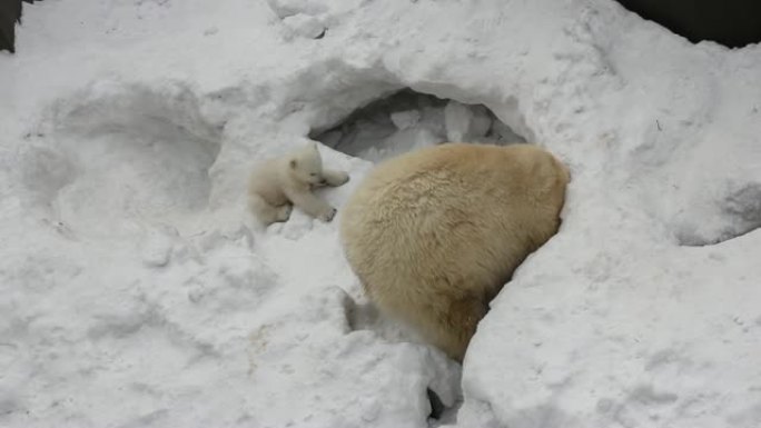 有小幼崽的白色北极熊家族。新生的北极熊幼崽在雪地上玩耍。