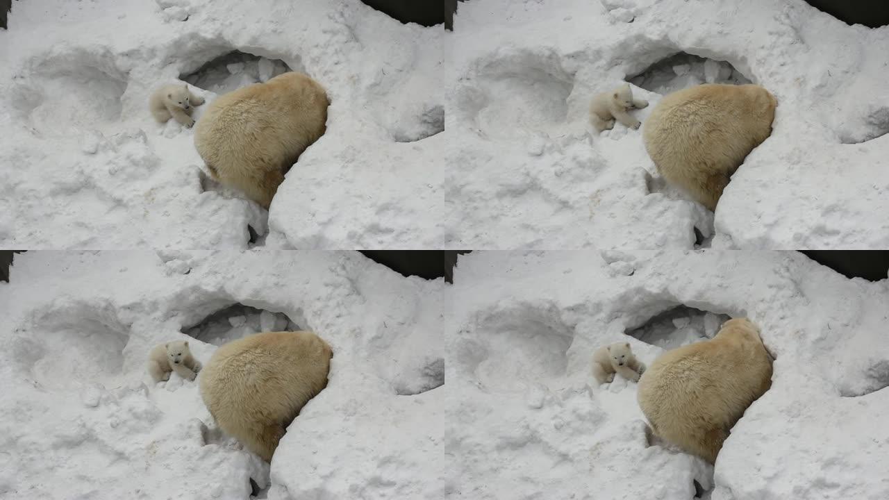 有小幼崽的白色北极熊家族。新生的北极熊幼崽在雪地上玩耍。