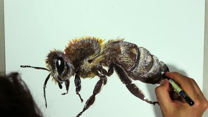 一只手用铅笔在白板上画一只蜂虫，时间流逝