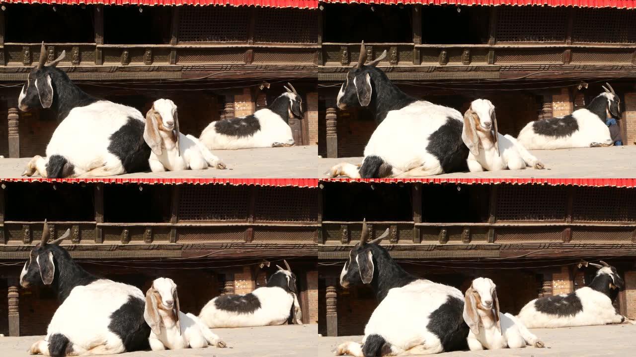 加德满都巴克塔普尔休息的山羊。地震后东方古城的日常生活。动物躺在寺庙附近的街道上准备祭祀仪式