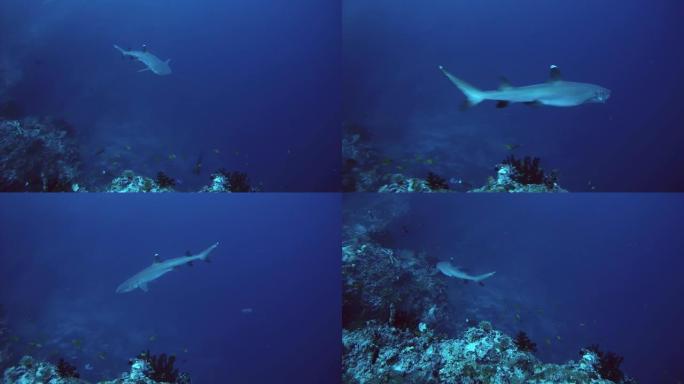 白鳍礁鲨 (triaenodo obesus) 游过珊瑚礁，印度洋，马尔代夫