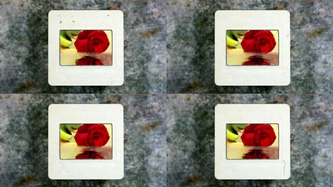 红色玫瑰在老式幻灯片胶片上的水中反射