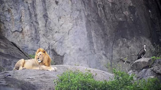狮子王躺在一块岩石上，被贪婪的秃鹰注视着
