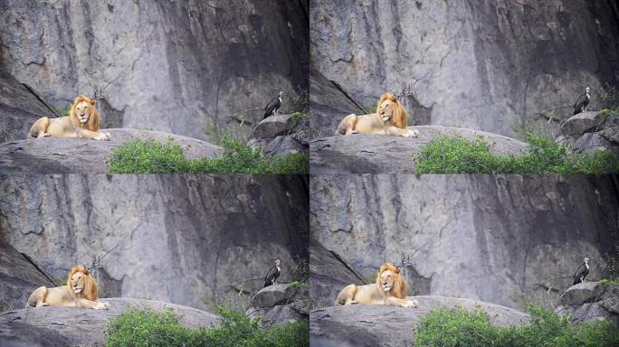 狮子王躺在一块岩石上，被贪婪的秃鹰注视着