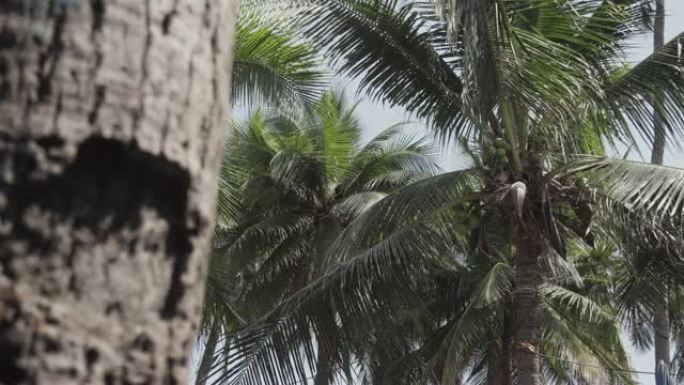 椰子树。泰国。