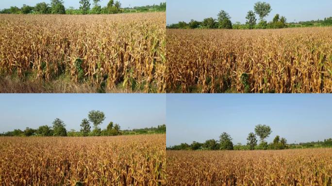 玉米田受干旱影响。