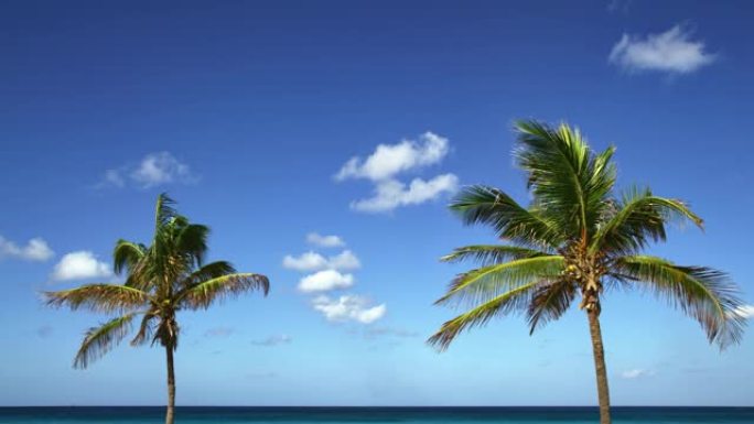 两棵椰子树摇曳着海滨