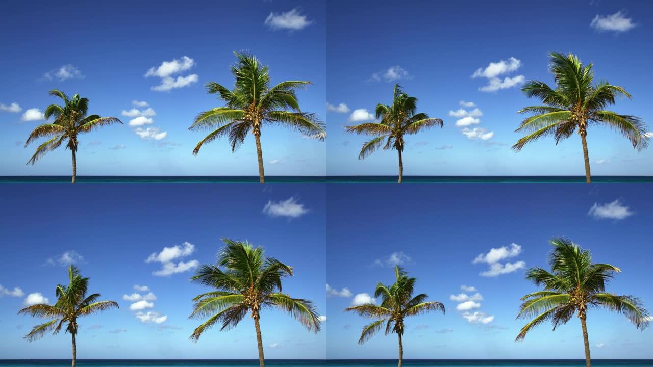 两棵椰子树摇曳着海滨
