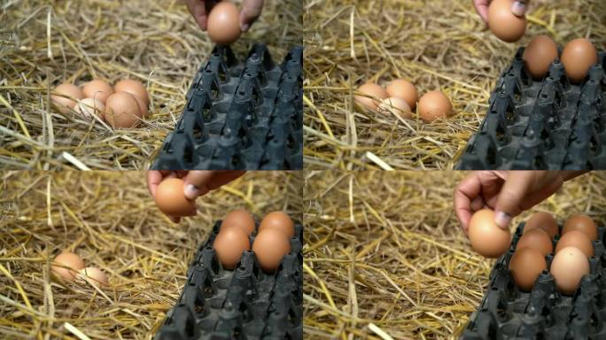 女孩的手从稻草巢里摘鸡蛋。乡村生活