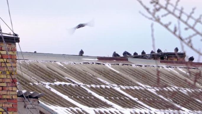 房子屋顶上有很多鸽子