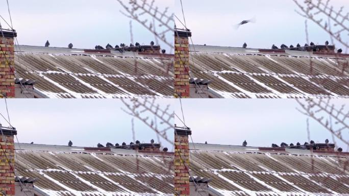 房子屋顶上有很多鸽子