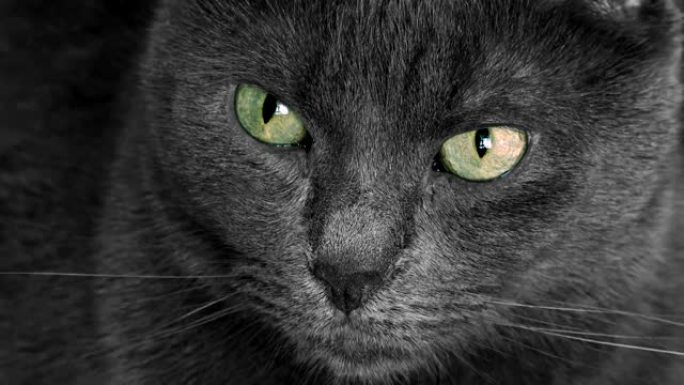 可爱的灰猫肖像