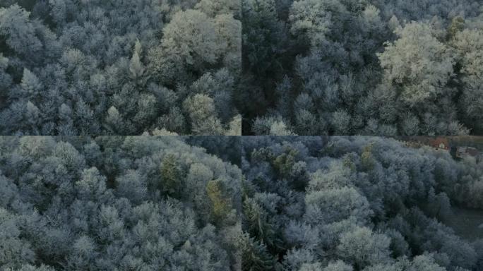 黑森林中冰冻树木的近距离空中