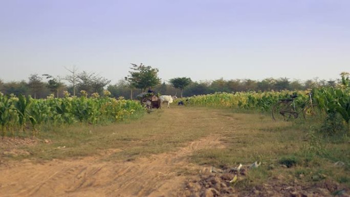 一辆装满烟叶的牛车从烟田驶出的距离视图