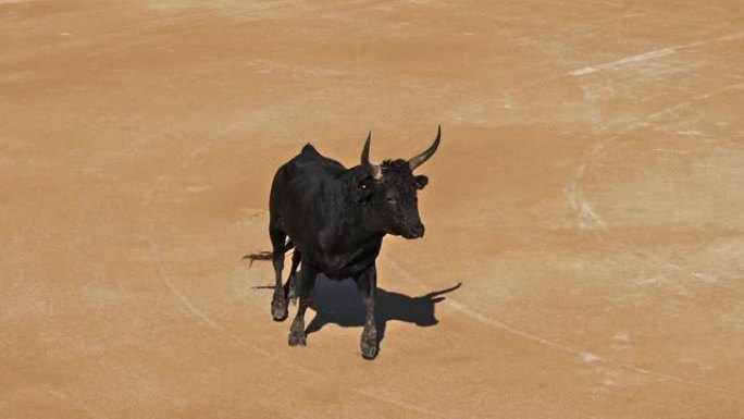 在Camarguaise比赛中，公牛是一项运动，参与者试图捕捉屡获殊荣的属性，该属性固定在名为coc