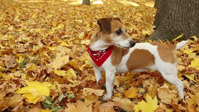 漂亮可爱的狗。秋天散步。录像