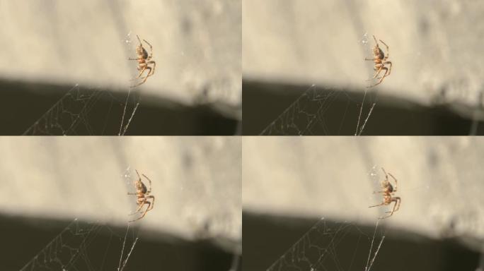 网络上的蜘蛛-浅景深